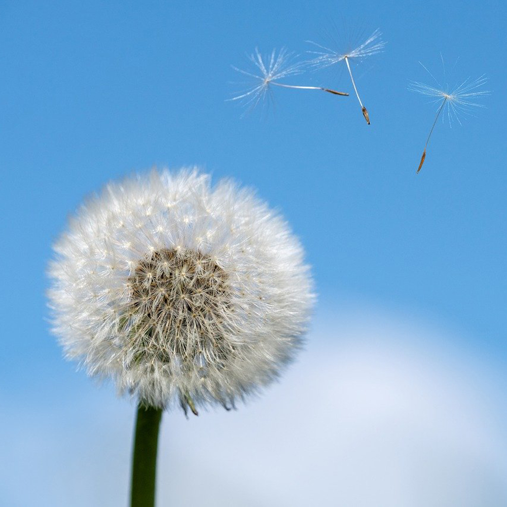 Mehr über den Artikel erfahren Allergien
